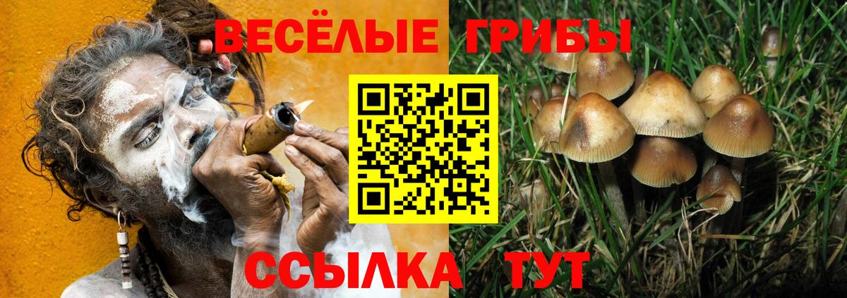 Галлюциногенные грибы Psilocybine cubensis Кыштым